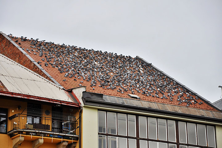 A2B Pest Control are able to install spikes to deter birds from roofs in Walsall.