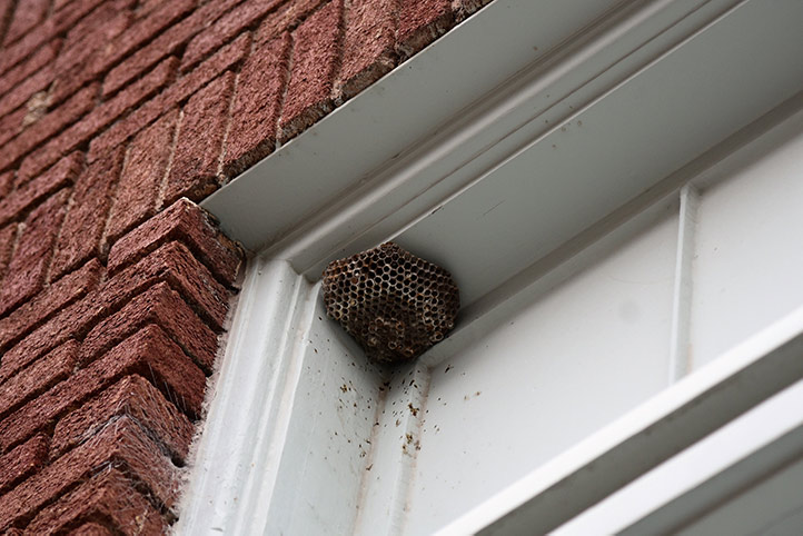 We provide a wasp nest removal service for domestic and commercial properties in Walsall.